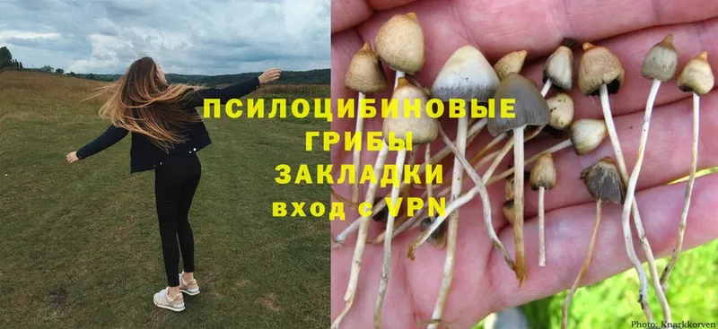 Псилоцибиновые грибы Psilocybine cubensis  Алдан 